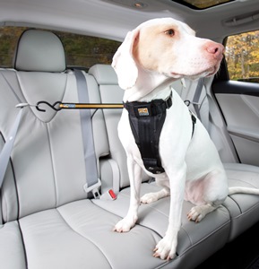 In viaggio con cane e gatto