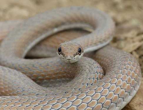 Zarooq Motors - Zarooq indica nella lingua locale il serpente pi rapido del deserto, il Sand Racer Schokari