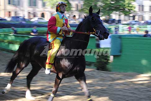 Corsa di cavalli - Cavallo in corsa per il Palio di Ferrara 2017