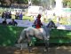 Palio di Ferrara, domani la corsa