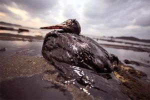 BP, anche lultimo tentativo ha fallito